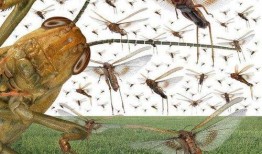 蝗虫实验室爆料视频下载,蝗虫研究视频曝光，带你一探究竟